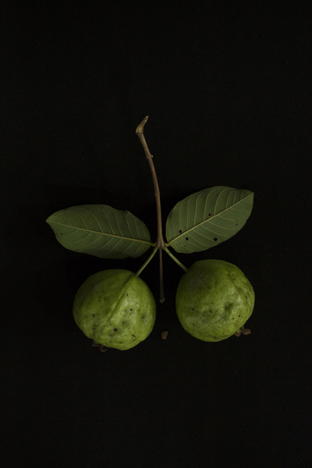 Slider Image Two guavas. During Khmer New Year, the Khmer Rouge allowed parents and relatives who lived far away from each other to reunite. Kanna’s mother visited her and brought her two guavas.
Photograph by Kim Hak.
<br>2個のグアバ。クメール・ルージュは、遠く離れて暮らす家族や親戚がクメール正月に再会する事を許しました。カンナの母は土産にグアバを2個持ってカンナに会いに来ました。
写真：キム・ハク
